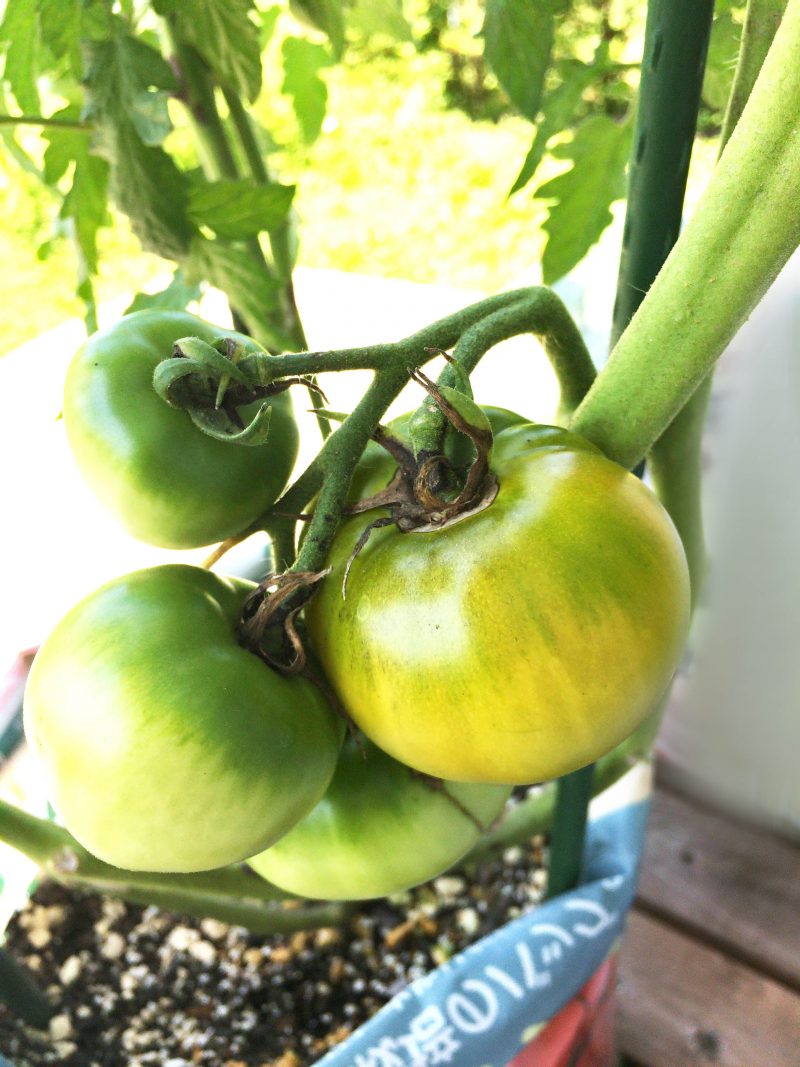 園芸 大玉トマト ヘタが黒い と小布施ナス生育状況 ネコネの日常